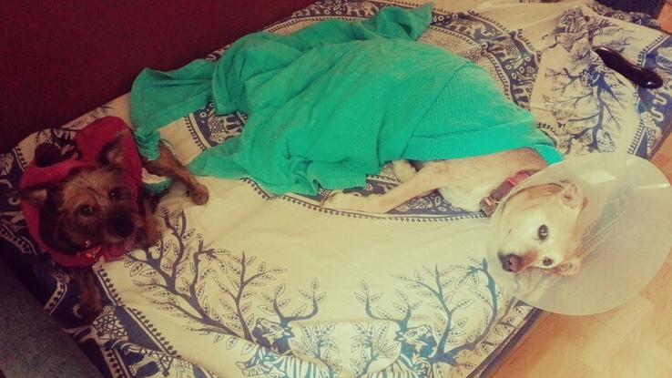 Milly y chispa