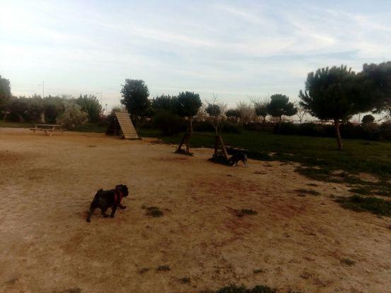 Luna y Paco jugando en el parque de perros