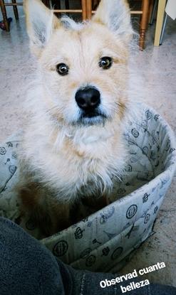 Peter, mi primer perrito para cuidar y un amor de perro 😍