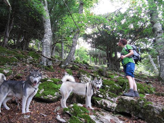 Lobo y Loba