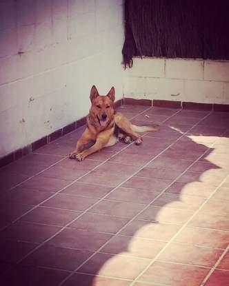 Roco, mi perrote🐕