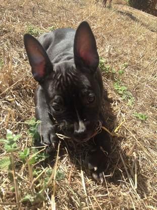 Snoop, se quedó en mi casa 15 días