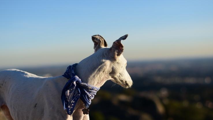 Un amor de ancianita que salía a pasear a su ritmo. Se nos fue en septiembre 2017.