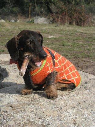 Entretenimiento en el parque canino.