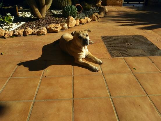 Mi kyra hermosa es muy buena y se lleva bien con otros perros