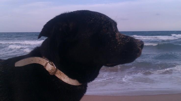 Un pequeño descanso después de jugar en la arena y con las olas.