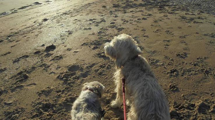 Pipo y Kuska en uno de sus paseos playeros