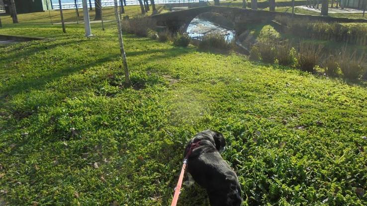 Rusa de paseo por el parque