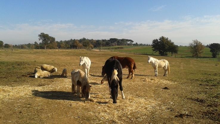 Els cavalls amb els quals treballo com a equinoterapeuta