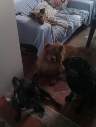 Leo, buda, nara y Una