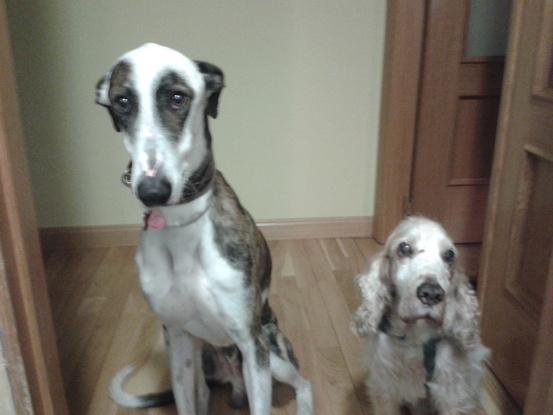 Vipper y Zeus(fue uno de mis hermanos)