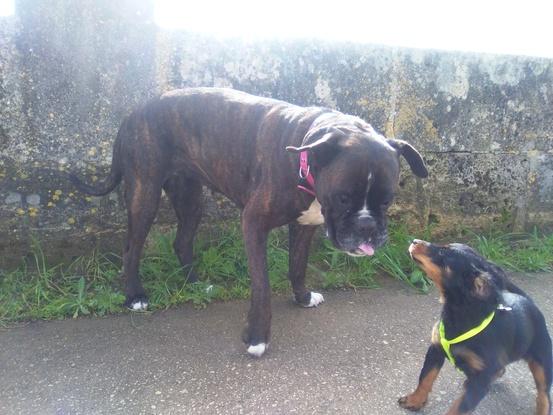 Sira y Foxy de paseo. 