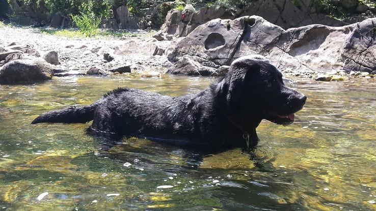 Zona poco profunda en el río a 200 de mi casa, perfecta para que los perros se bañen