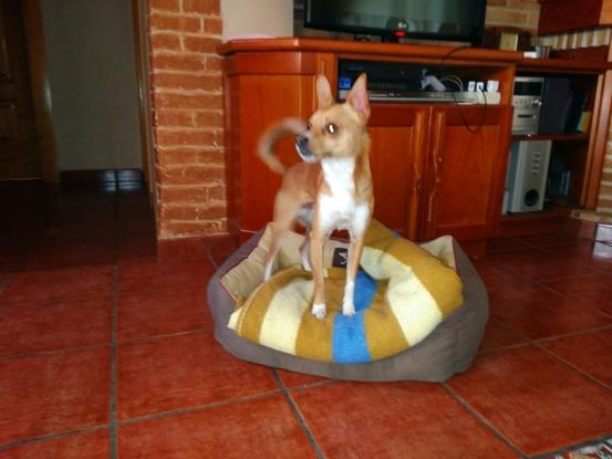 Pepe en casa jugando