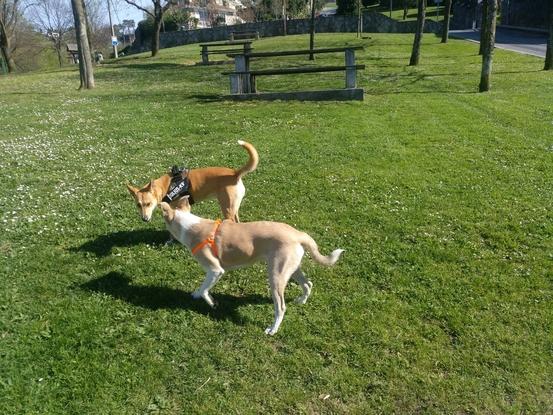 Luna y yaki jugando