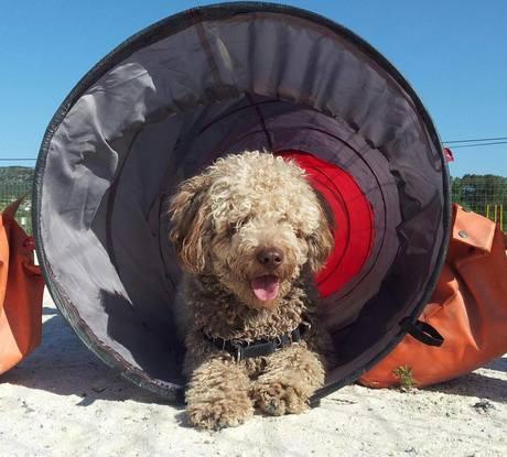 Entrenamiento de Agility con Winney