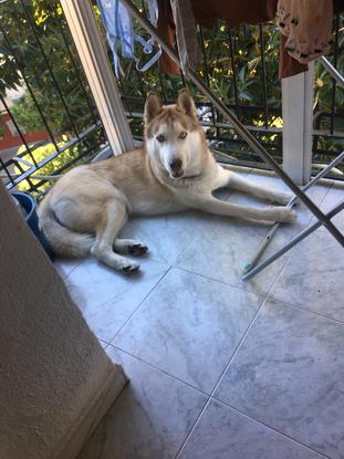 Este es django, el perrito que paseaba el año pasado todos los dias.Todo un placer y un gusto la confianza que depositó la dueña en mí