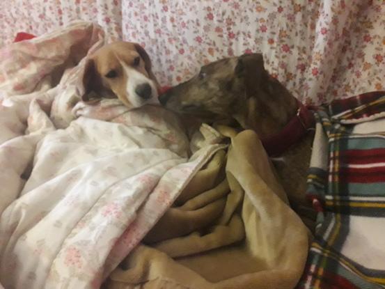 Enma y Khela pasando una tarde de lluvia como dos viejecitas