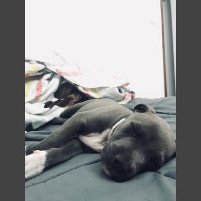 Blue pitbull love ❣️ 💤Se portó de maravilla en casita 