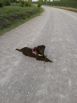 Yo le tiro palos y ella corre y corre