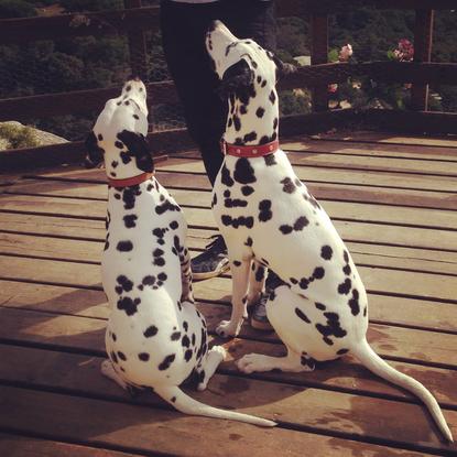 Kida y Noa