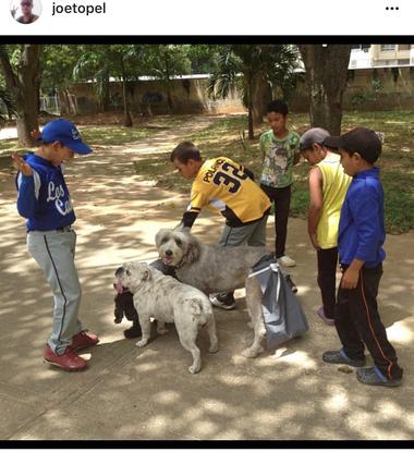 Paseando a los perros 