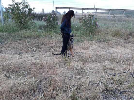 entrenando con Maya, mi gran perra detectora de sustancias