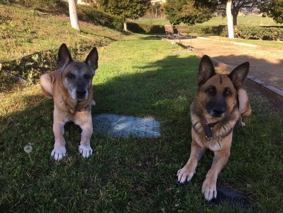 Zeus y Cora, veteranos 