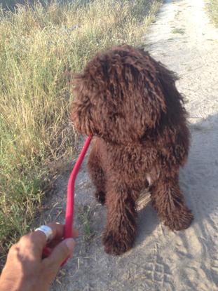 Nuba una preciosa perrita de aguas portuguesa 