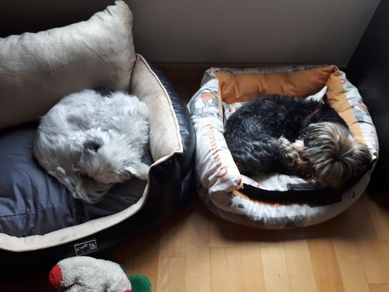 Chispy y candy compartiendo siesta en casa