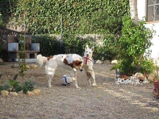 Westie y Blanqueta 