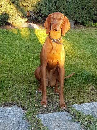 Toffe . Nuestra Vizsla.