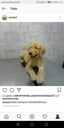 Apolin en el veterinario