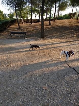 Tou y Betis y Tou disfrutando de una tarde en el parque 