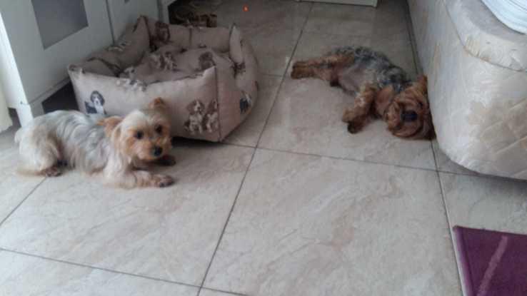 Coby y su amiga Tana que pasó unos días con nosotros y es una muñeca. 