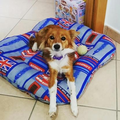 Luna perruna