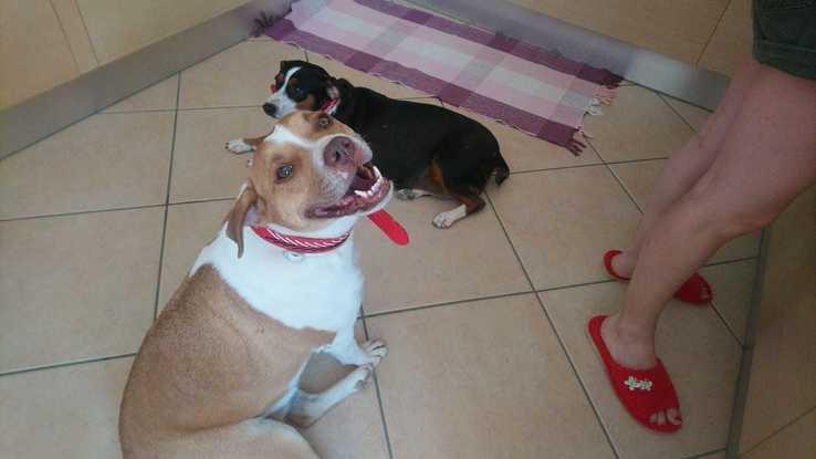 Amigas