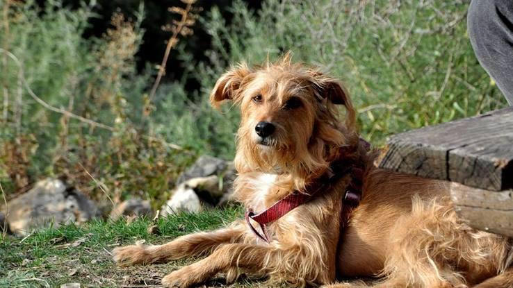 "Baco" perro a mi cuidado