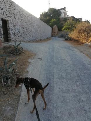 Ryan paseando
