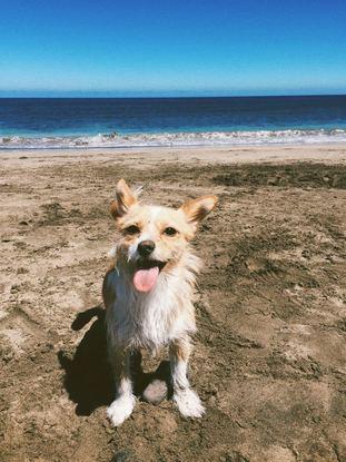 ¡En la playa con Luna! 