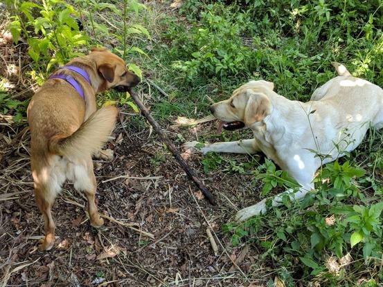 ¡Nala y Donna jugando! 