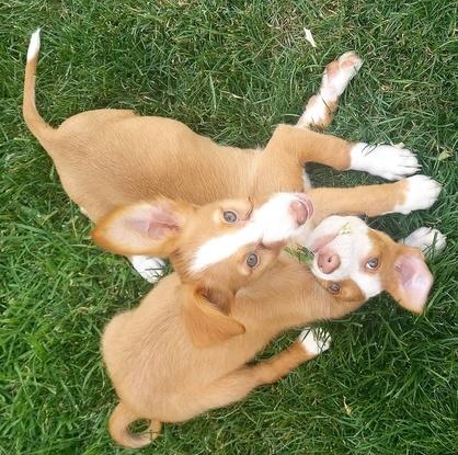 Estas son mis cachorritas, aunque no viven conmigo. Frida y Karma