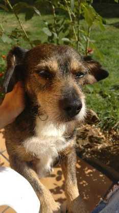 Este es mi otro perro, Zar, se encuentra en casa de mis padres. 
