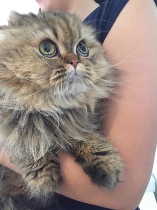 😻