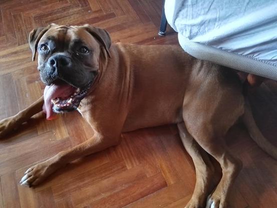 Esta es Runa de dos años, una Boxer que cuide durante dos días. 