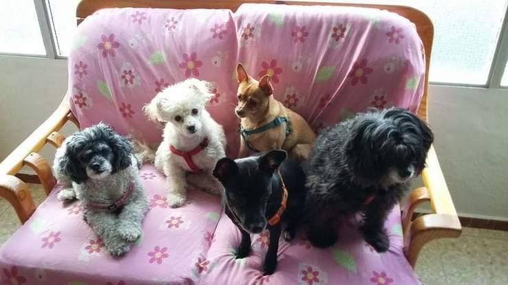 Chusa, Blanquita, Nala, Sofía y Nusa