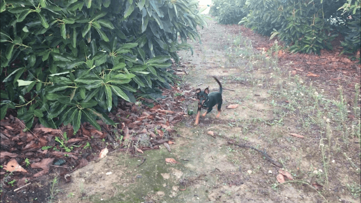 Perro en residencia y rehabilitacion. Llega sin socializar. Duque, recuperoda y con sus dueños!!
