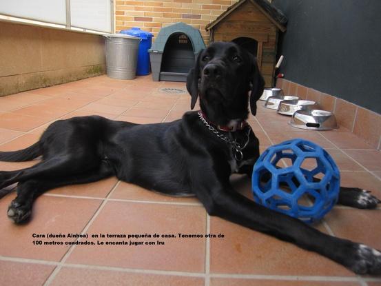 Cara, mestiza de labrador, es siempre una alegría verla cada vez que se queda en casa me pide pelota. Le encanta estar tumbada al sol en la terraza pequeña (y eso que tiene una terraza de 100 metros. Cosas de perros :)