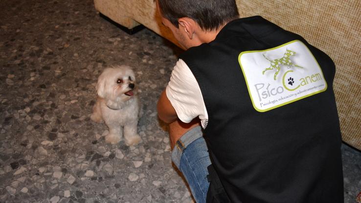 Luna una bichón maltés, muy buena y educada.