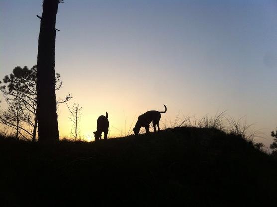 Los perros en los pinares de Liencres